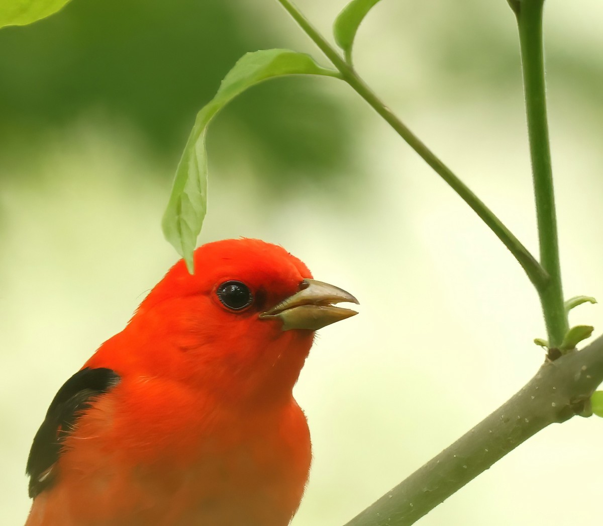 Scarlet Tanager - ML618714479