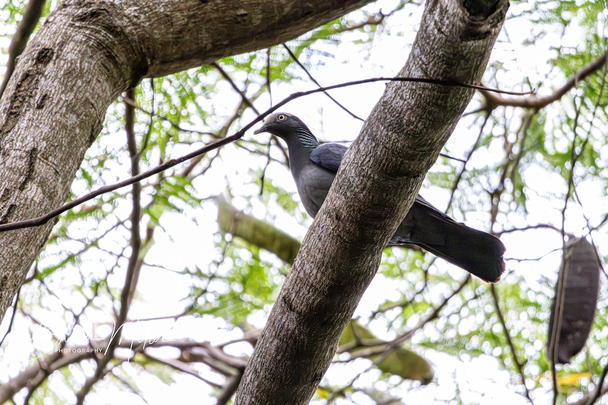 White-crowned Pigeon - ML618714481