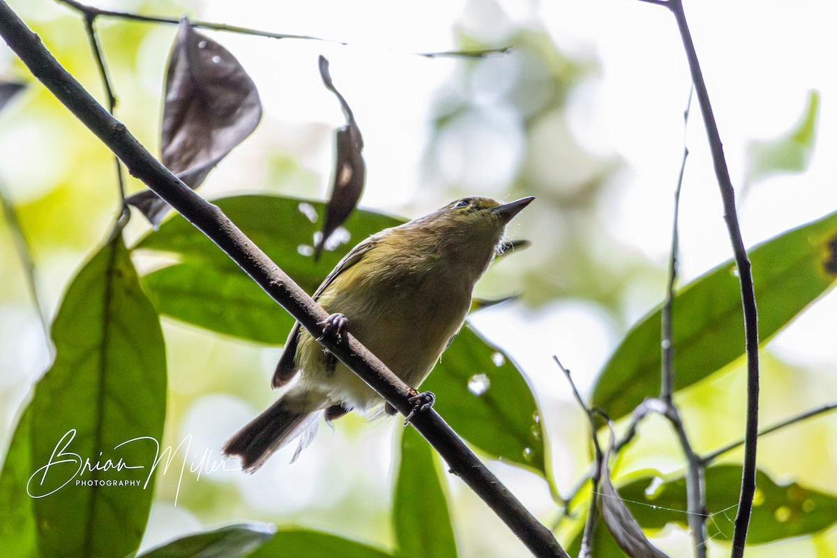 Thick-billed Vireo - ML618714492