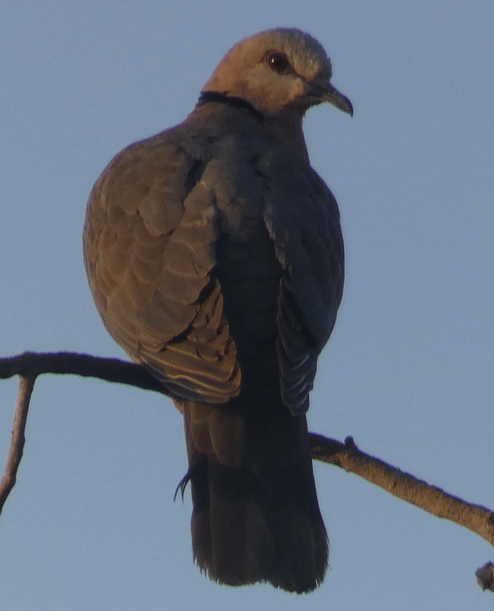 Mourning Collared-Dove - ML618714494