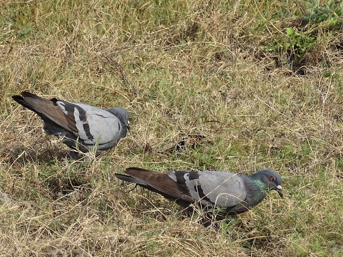 Rock Pigeon (Feral Pigeon) - ML618714506
