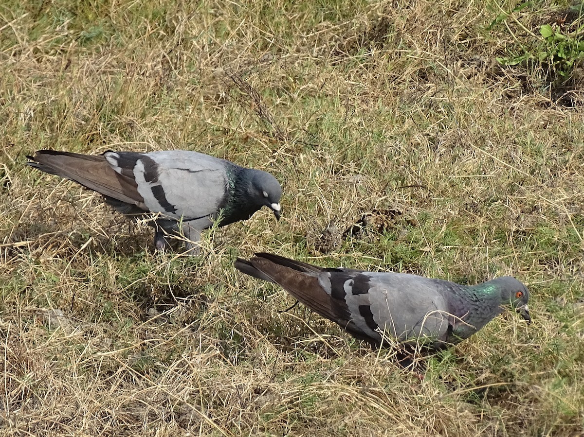 Rock Pigeon (Feral Pigeon) - ML618714508