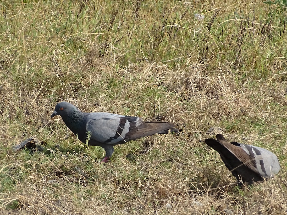 Rock Pigeon (Feral Pigeon) - Sri Srikumar