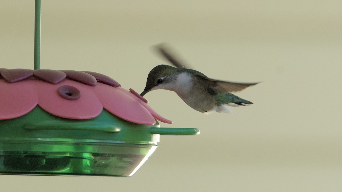 Ruby-throated Hummingbird - ML618714529