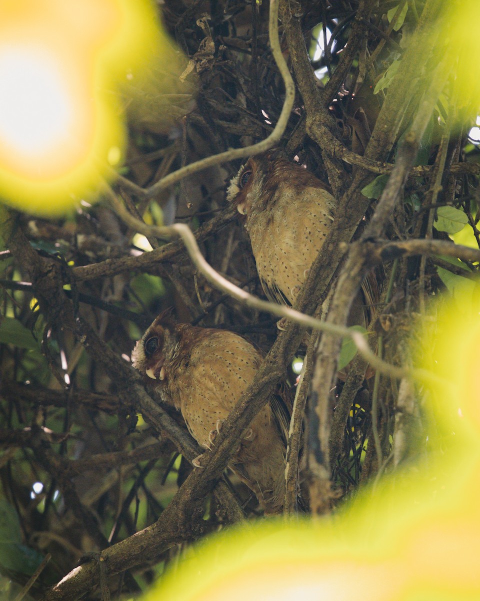 White-fronted Scops-Owl - ML618714536