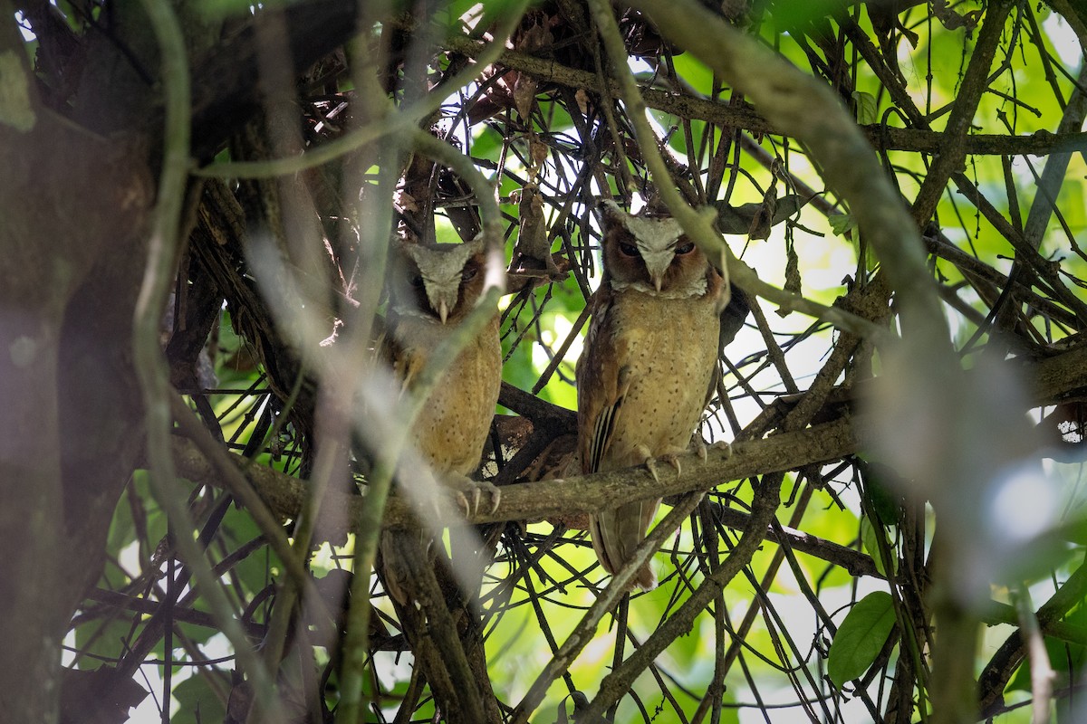 White-fronted Scops-Owl - ML618714538