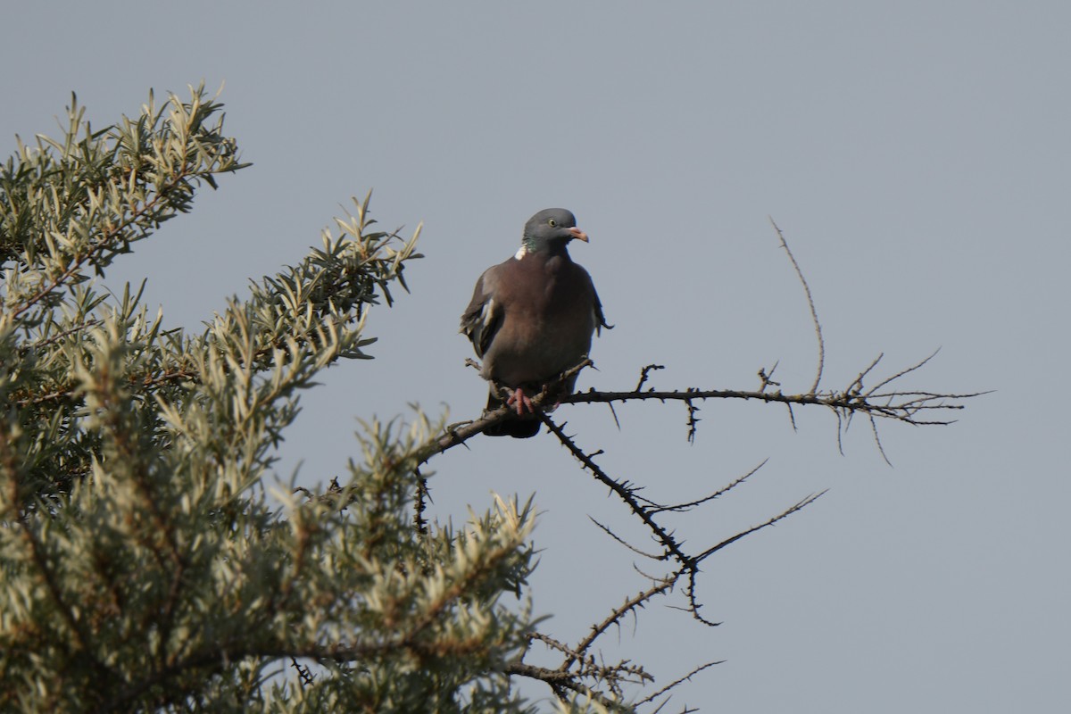 Common Wood-Pigeon - ML618714564