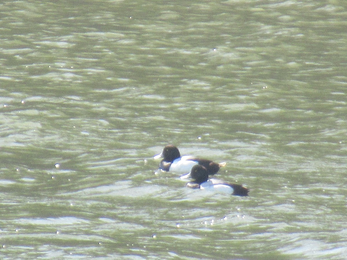Greater Scaup - ML618714623
