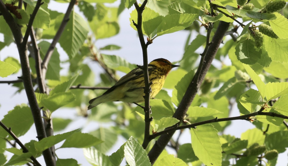 Cape May Warbler - ML618714657