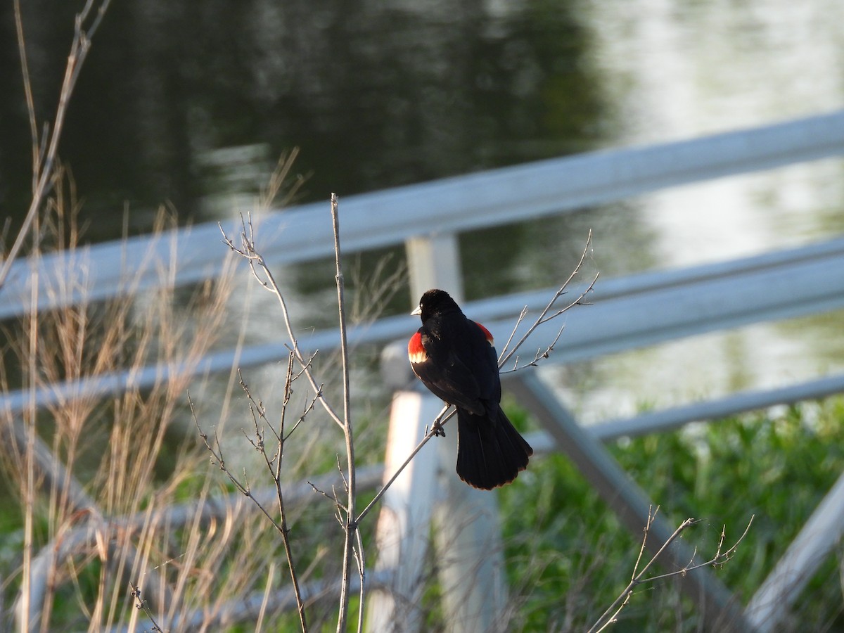Red-winged Blackbird (Red-winged) - ML618714684