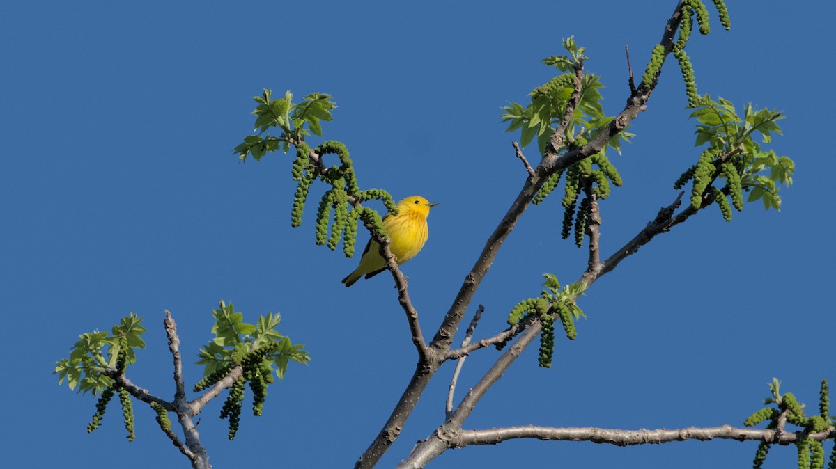 Yellow Warbler - Robert Howard