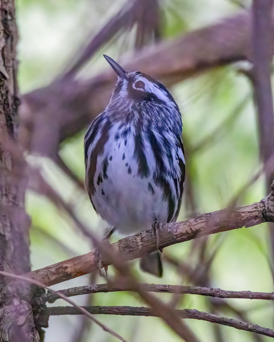 Black-and-white Warbler - ML618714736