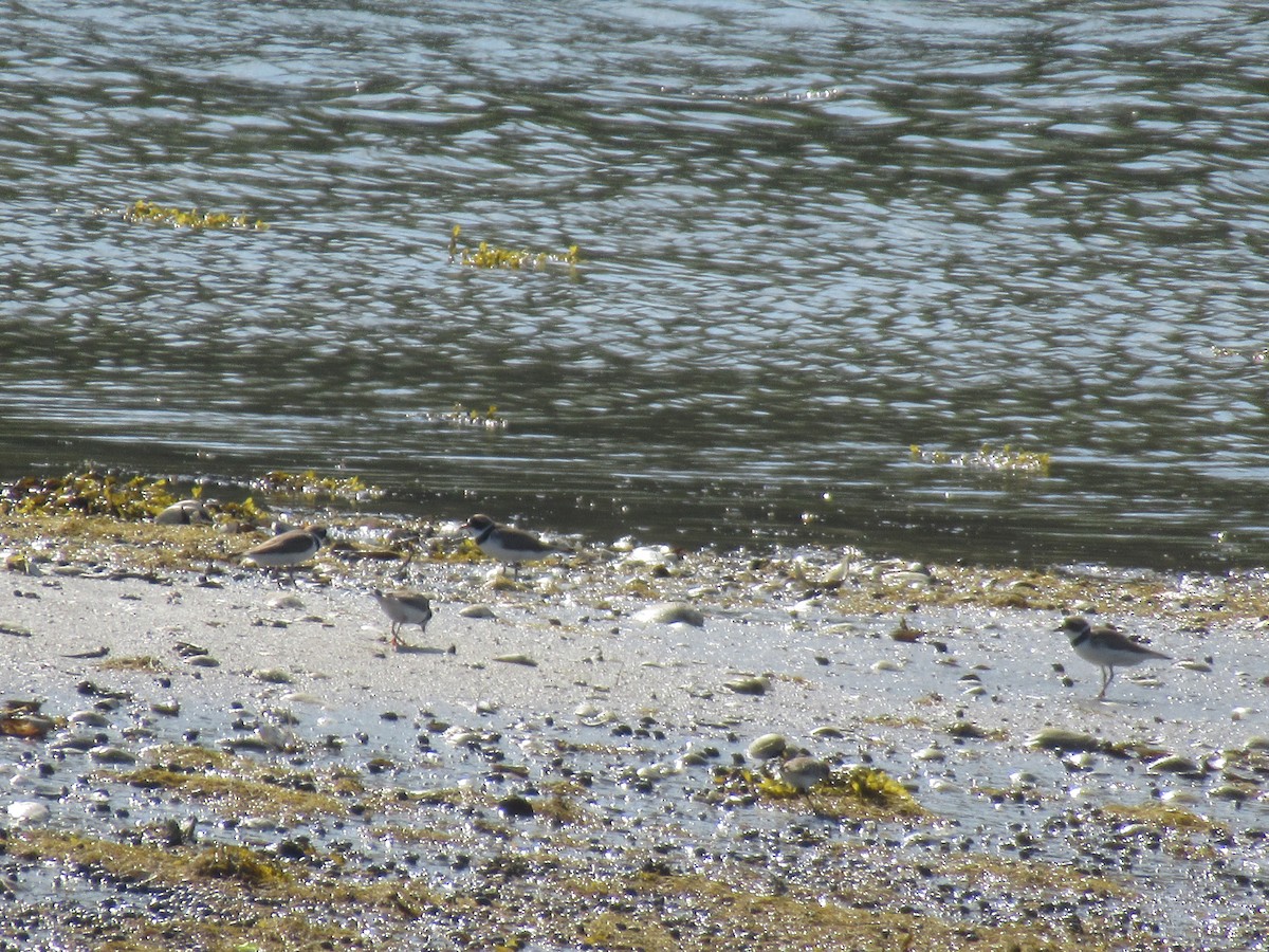 Semipalmated Plover - ML618714750