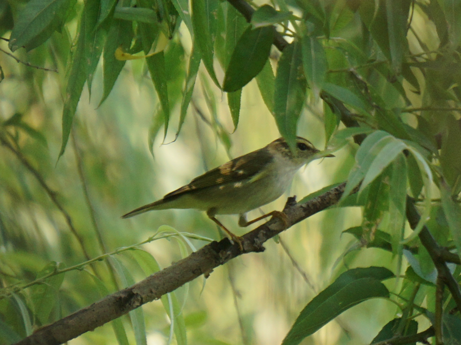 Two-barred Warbler - ML618714816