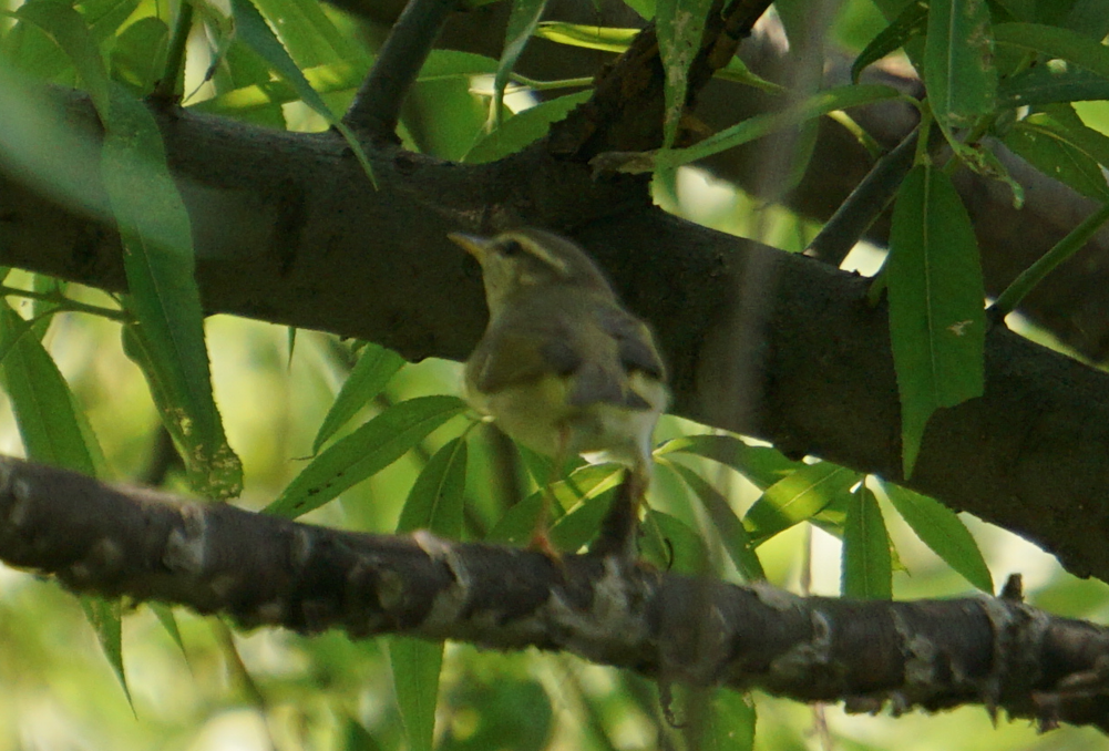 Two-barred Warbler - ML618714817