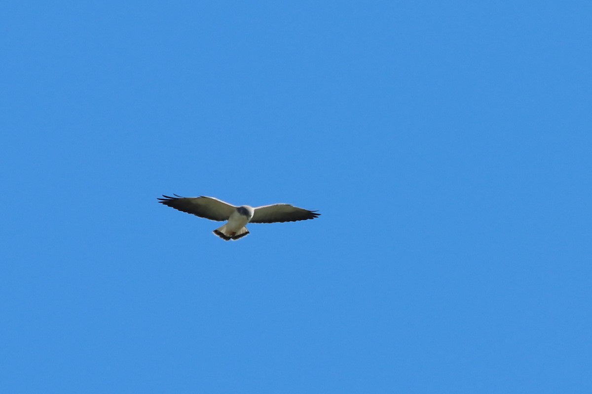 White-tailed Hawk - ML618714845