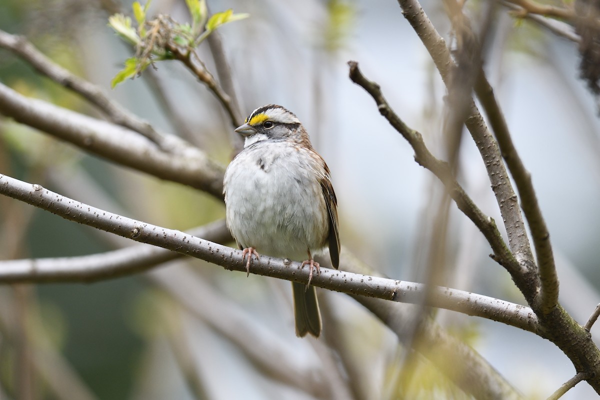 White-throated Sparrow - ML618714850