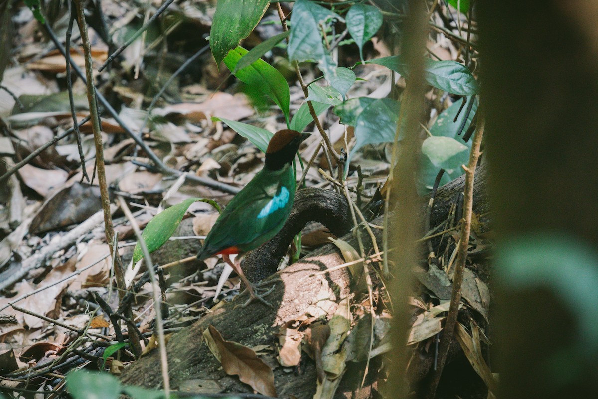 Western Hooded Pitta - Andrew Real