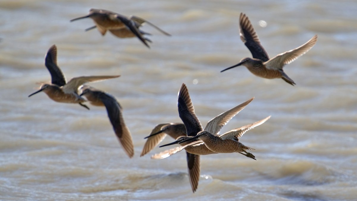 Long-billed Dowitcher - ML618714891