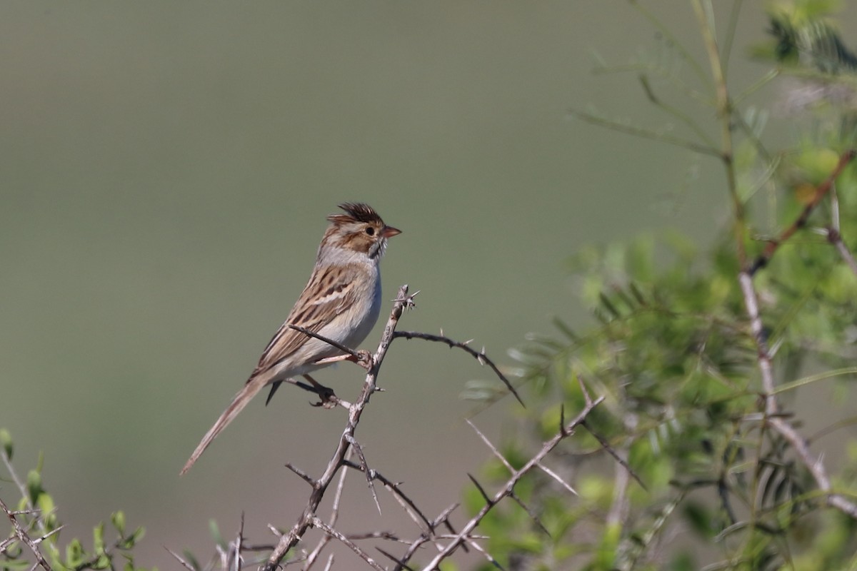 Clay-colored Sparrow - ML618714893