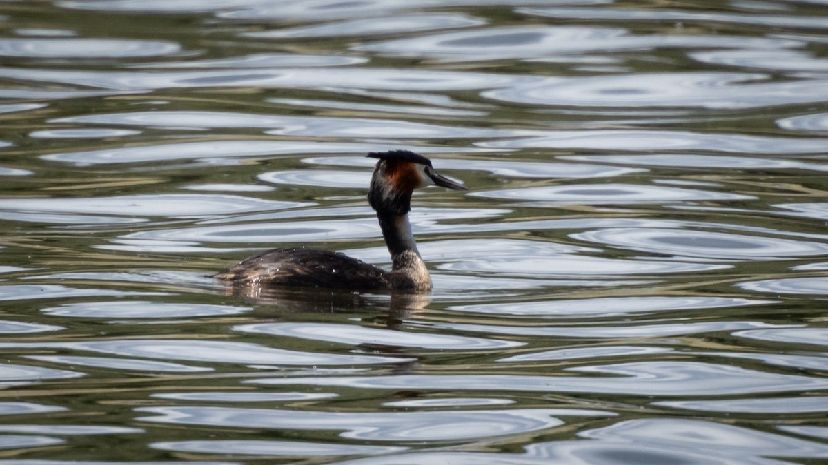Great Crested Grebe - ML618714894