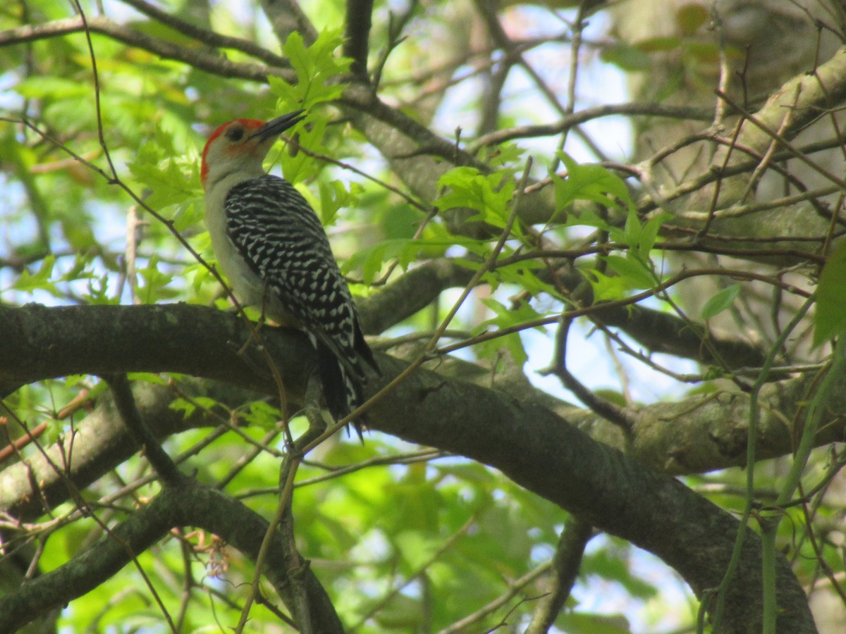 Red-bellied Woodpecker - ML618714919