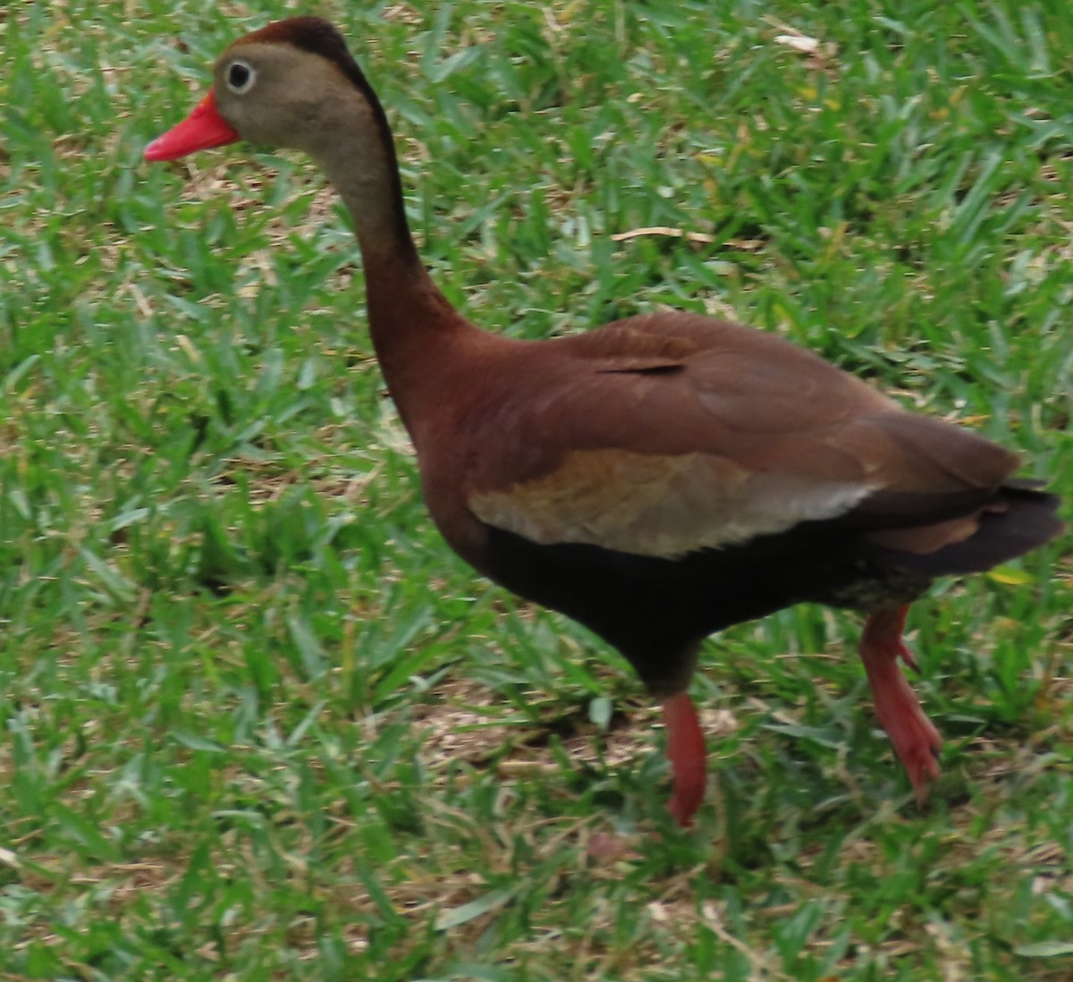 Black-bellied Whistling-Duck - Bill Wright_cc