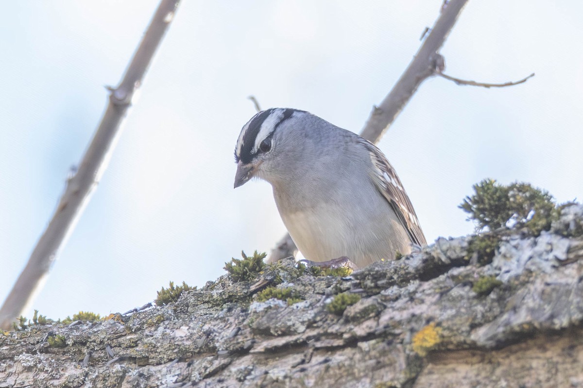 White-crowned Sparrow - ML618715046