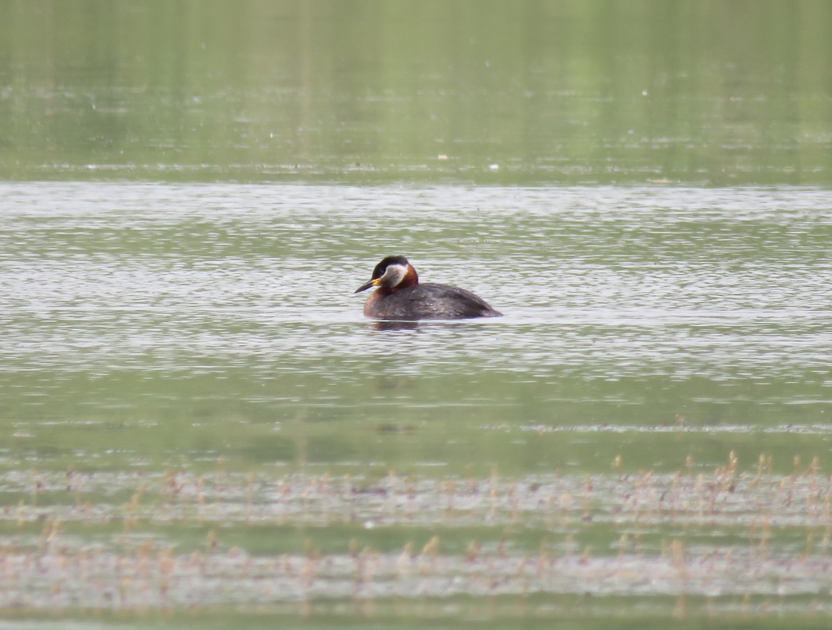 Red-necked Grebe - ML618715064