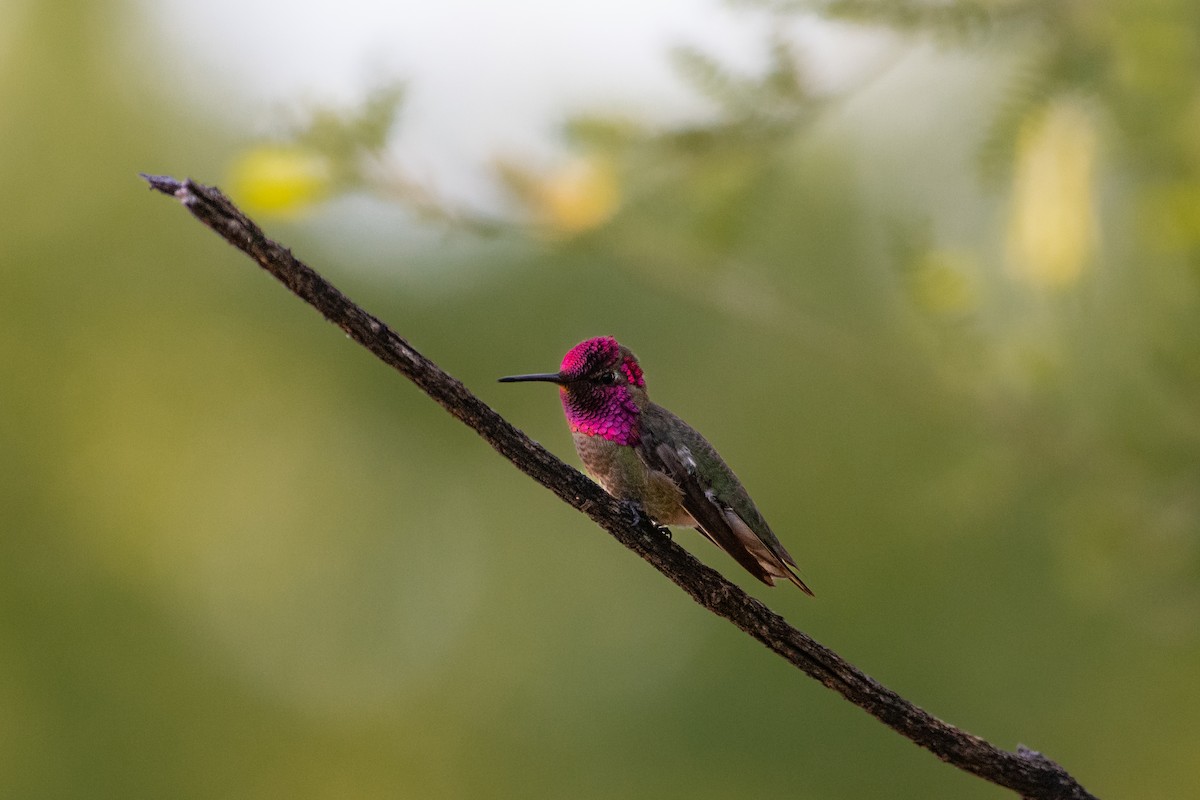 Anna's Hummingbird - ML618715065