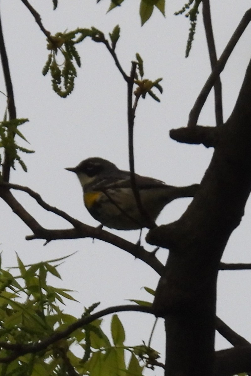 Yellow-rumped Warbler - ML618715077