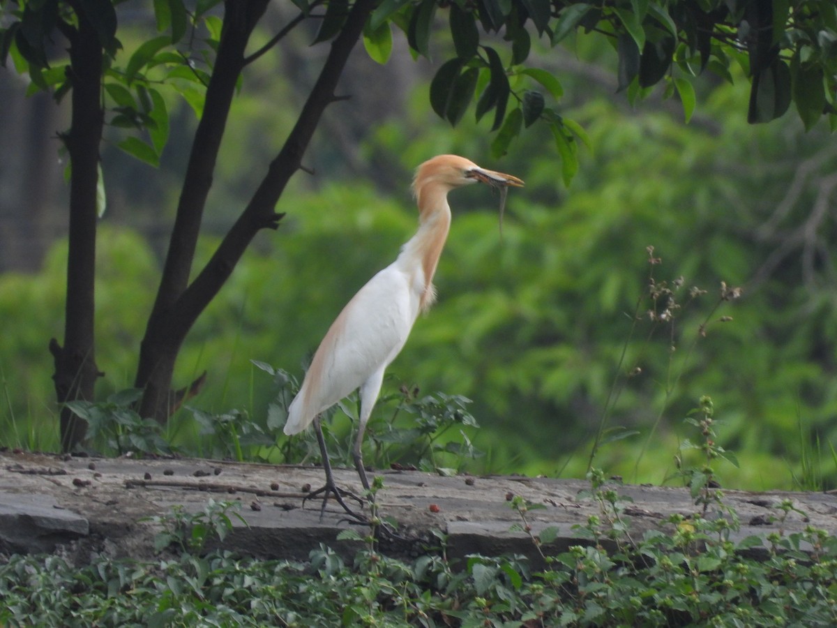 Eastern Cattle Egret - Debashis Chowdhury