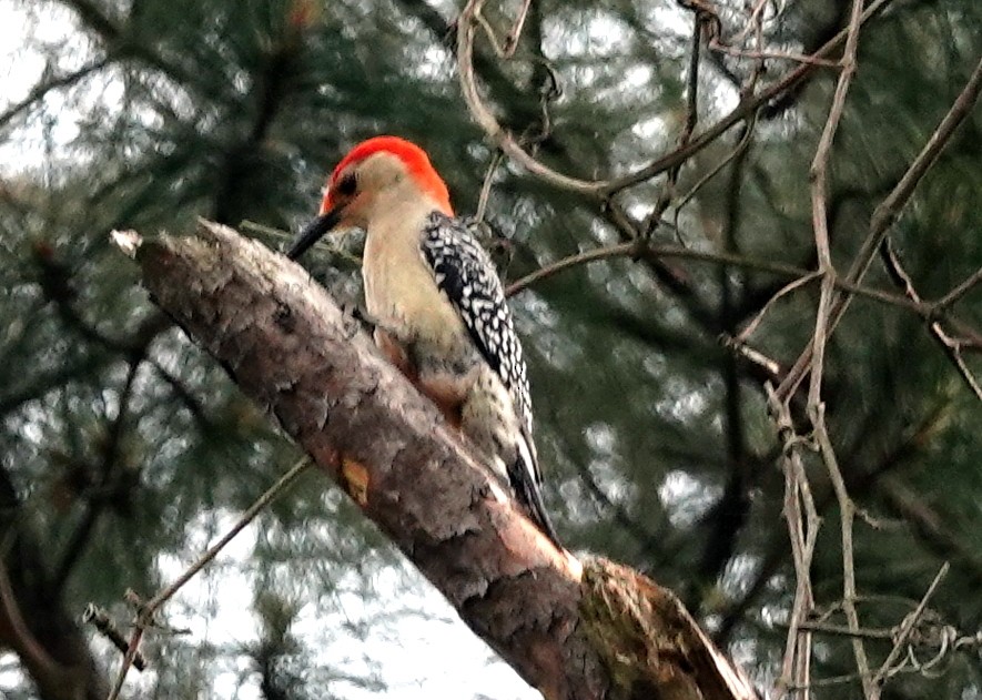 Red-bellied Woodpecker - ML618715197