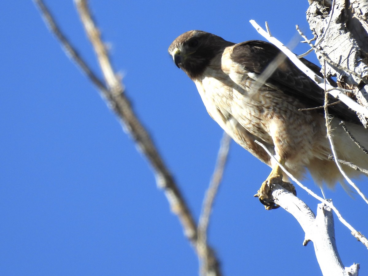 Red-tailed Hawk - ML618715203