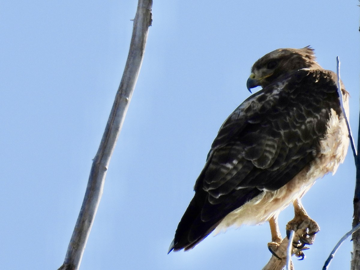 Red-tailed Hawk - ML618715204