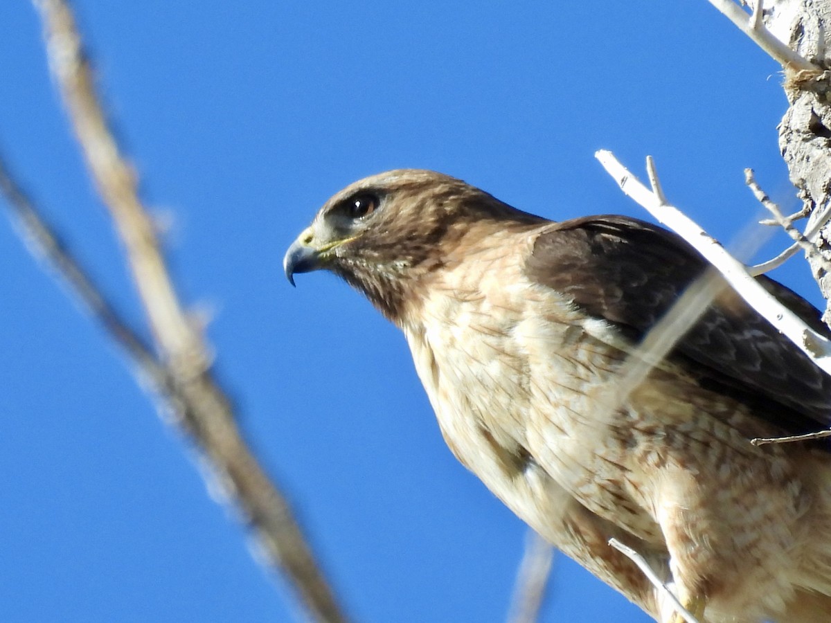 Red-tailed Hawk - ML618715205
