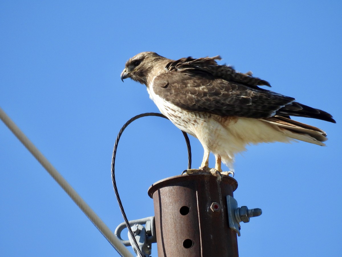 Red-tailed Hawk - ML618715206