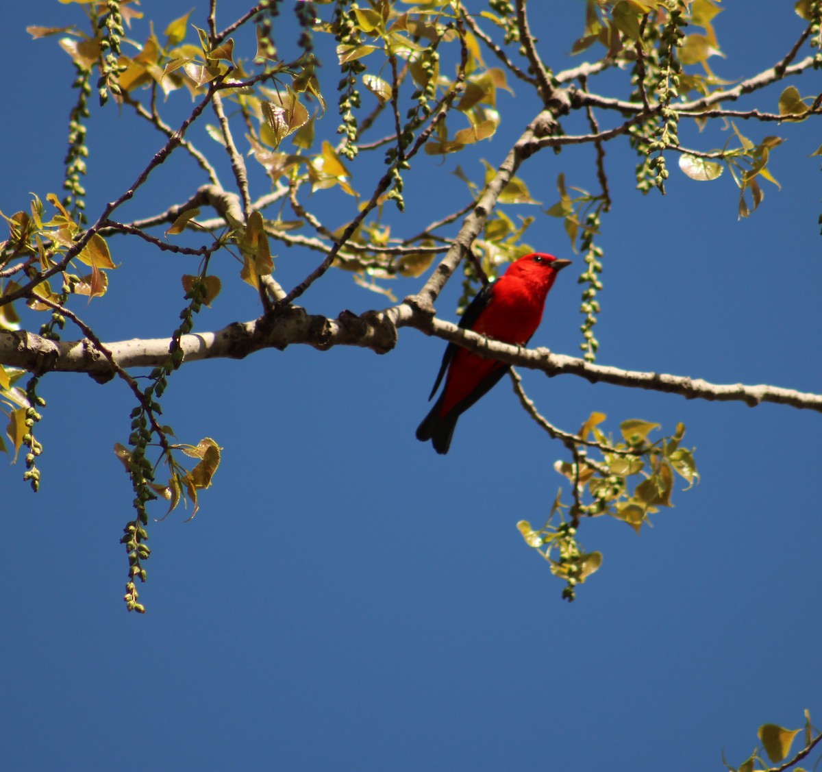 Scarlet Tanager - ML618715212