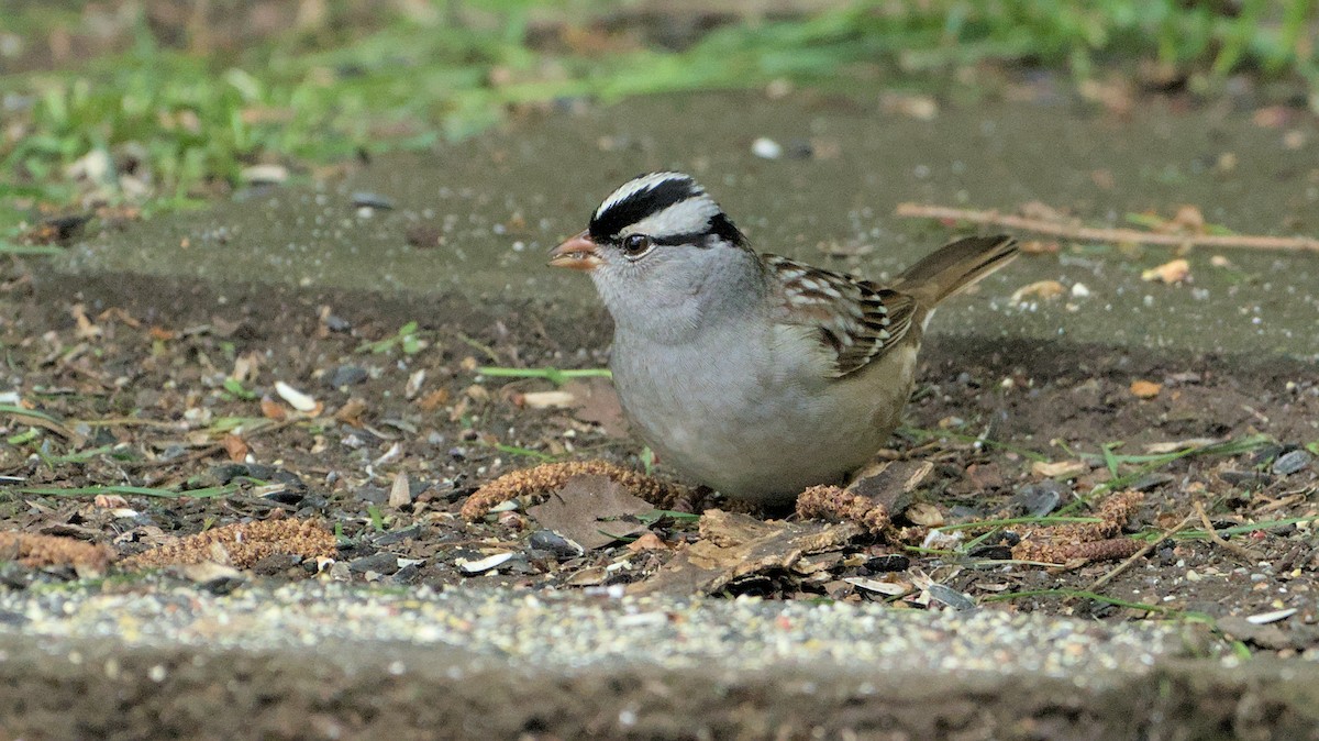 White-crowned Sparrow - ML618715219
