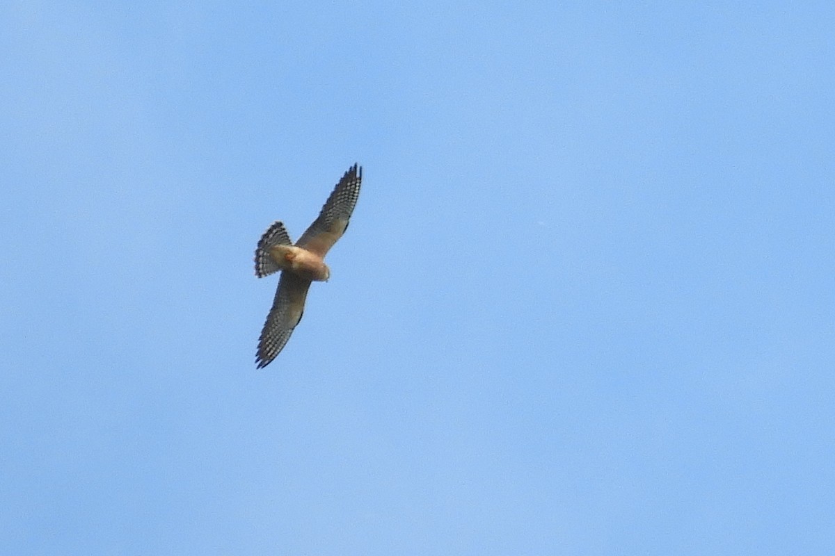 Red-footed Falcon - ML618715242