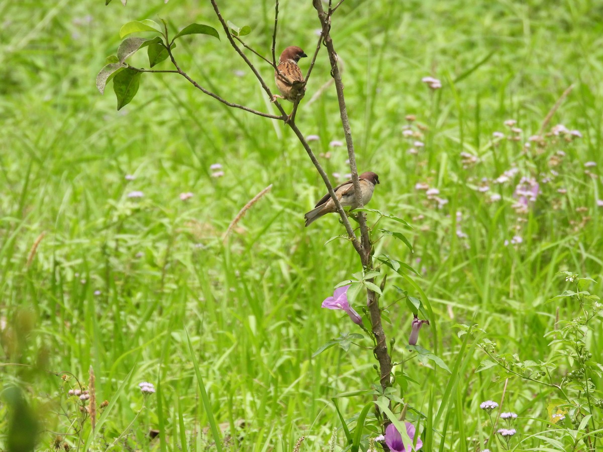 Eurasian Tree Sparrow - ML618715269