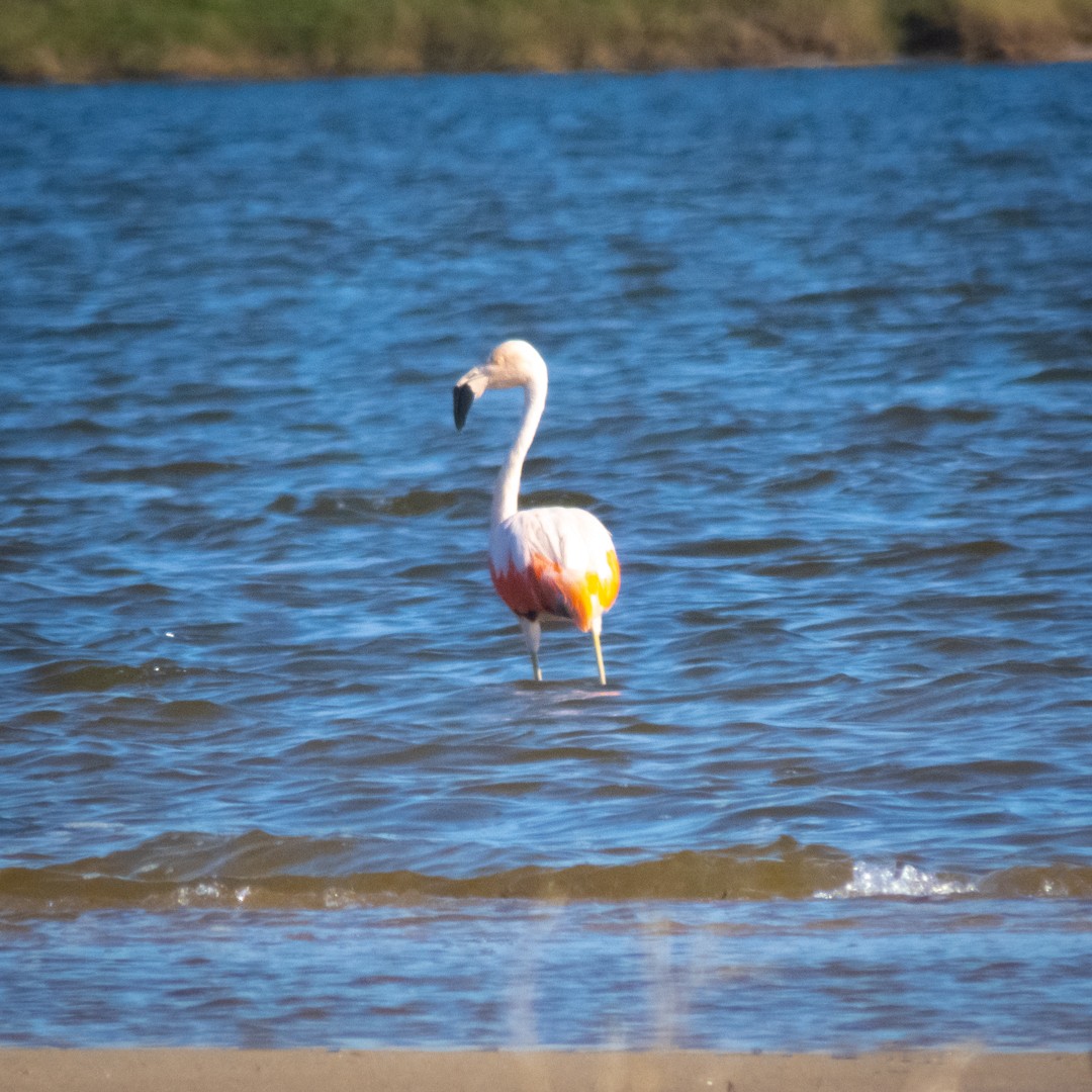 Chilean Flamingo - ML618715270
