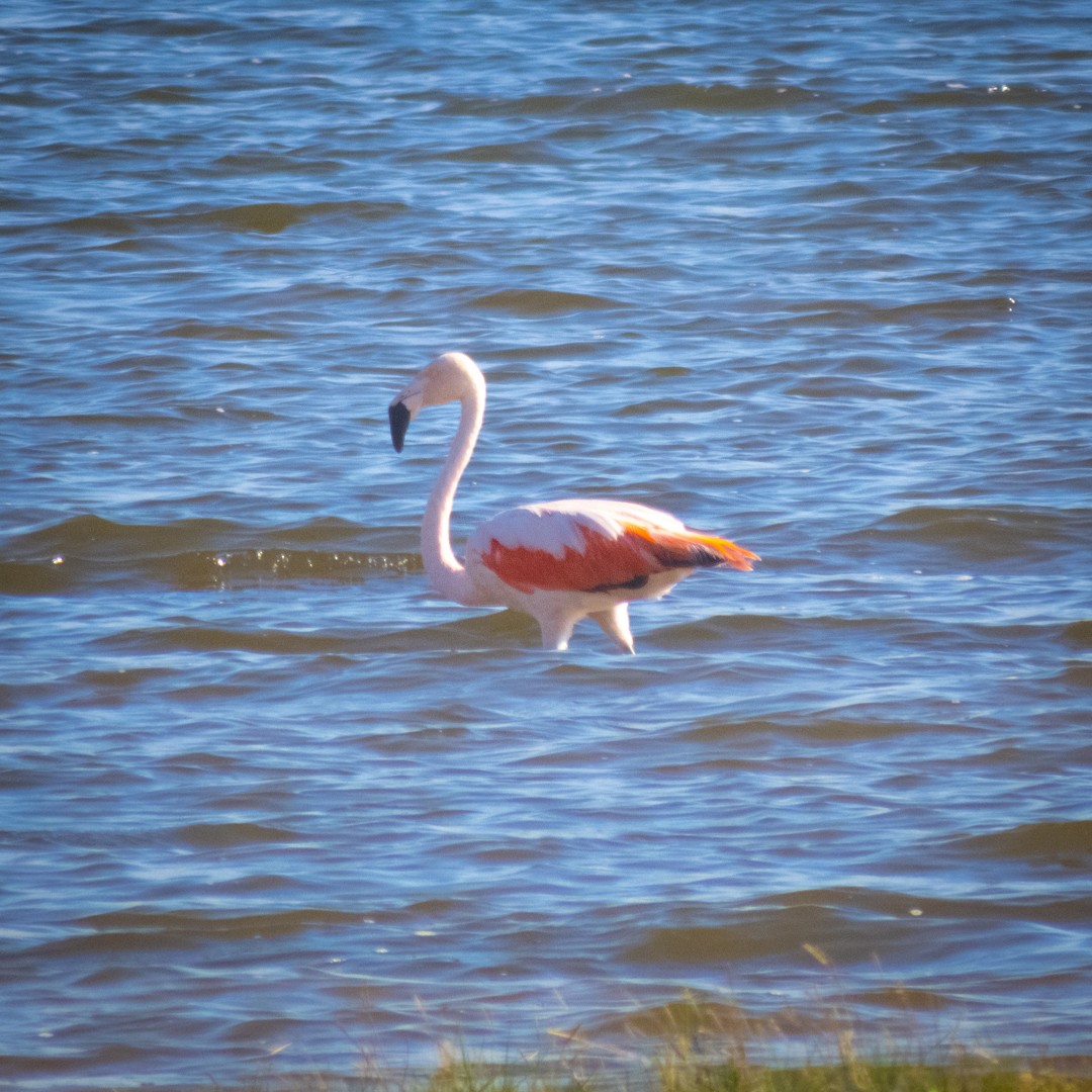Chilean Flamingo - ML618715271