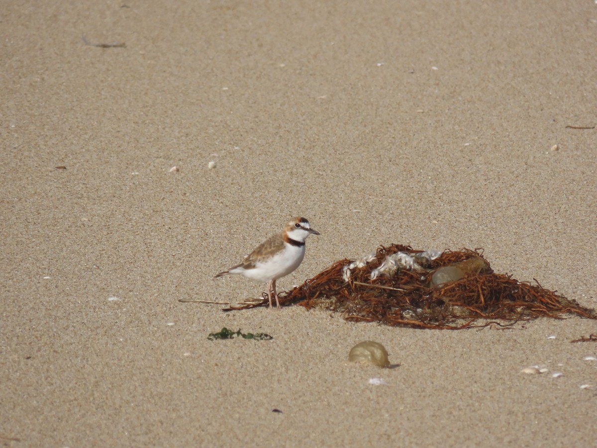 Collared Plover - ML618715294