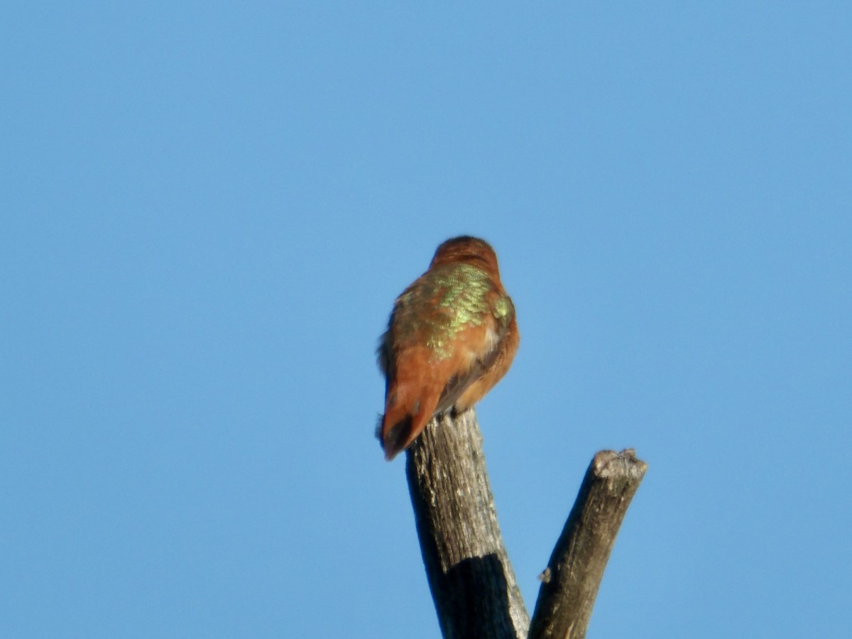 Rufous Hummingbird - Howard Sands