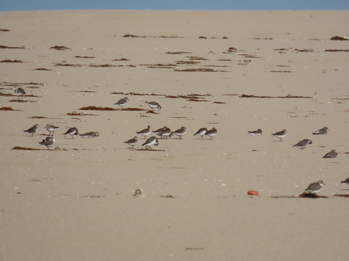 Two-banded Plover - ML618715302