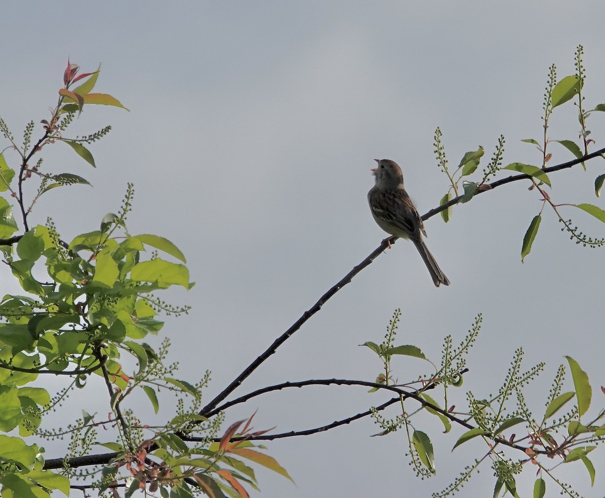 Field Sparrow - ML618715313