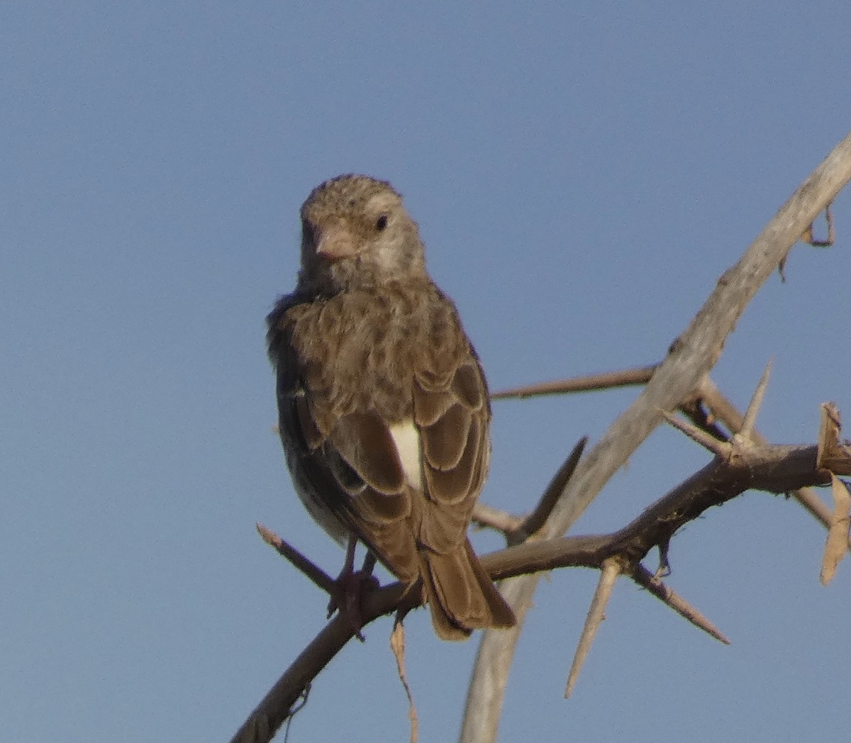 White-rumped Seedeater - ML618715331