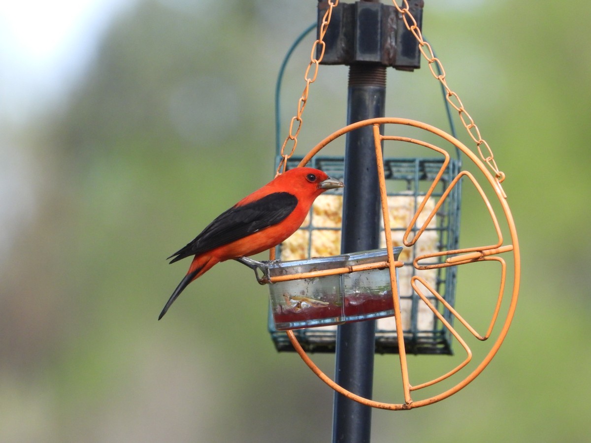 Scarlet Tanager - ML618715350