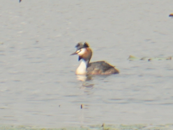 Great Crested Grebe - ML618715379